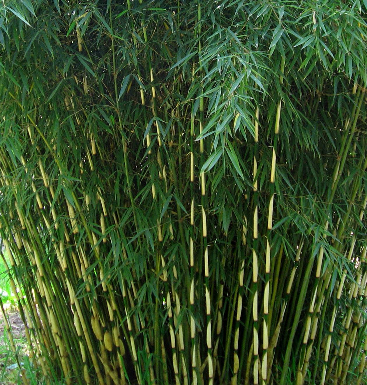 0 - Fargesia Robusta "Campbell" (Bambou non traçant) Pot 15 Litres - 150/200cm - 6/10 cannes - Image 2