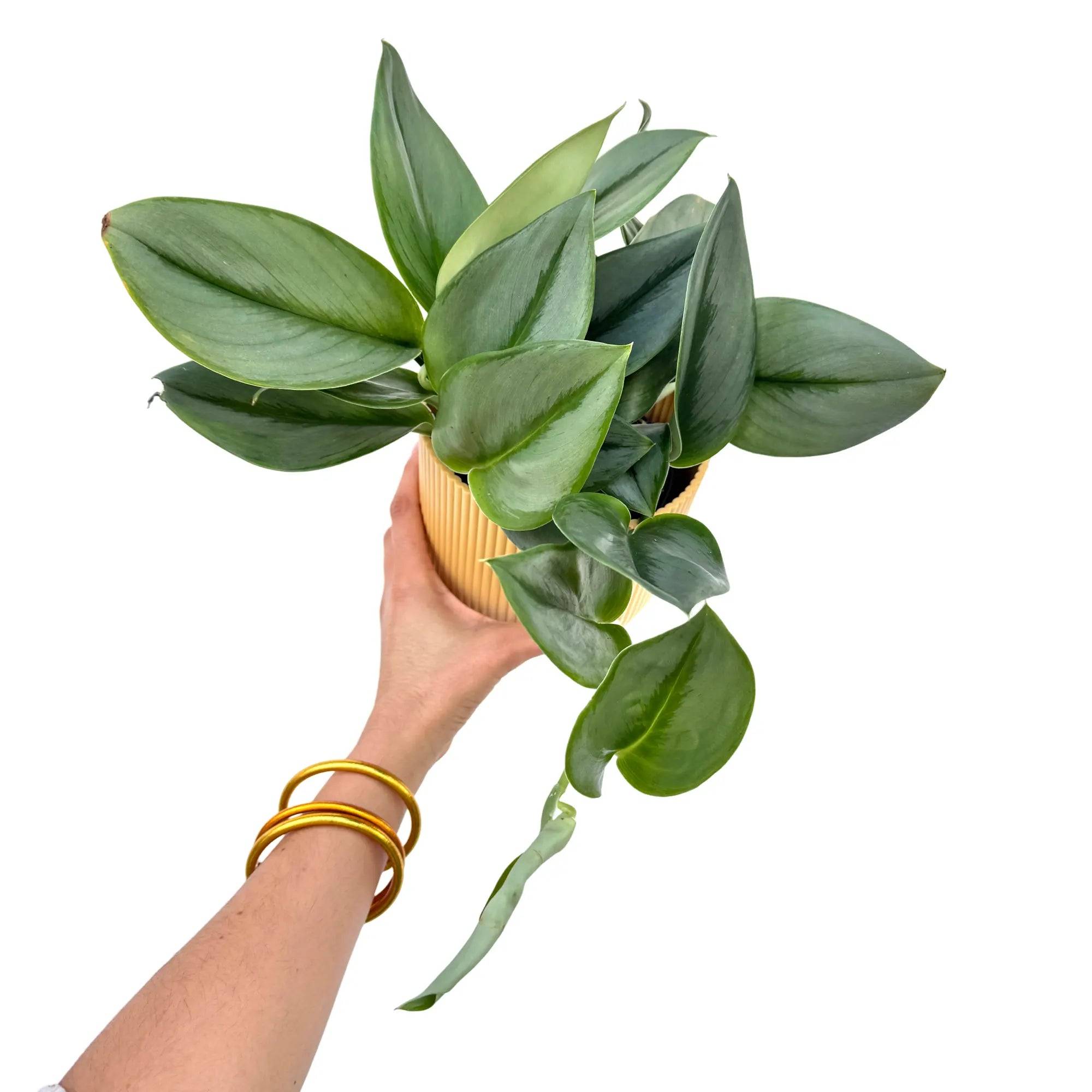 Scindapsus Moonlight - Pot de 12cm - Plantes d'intérieur