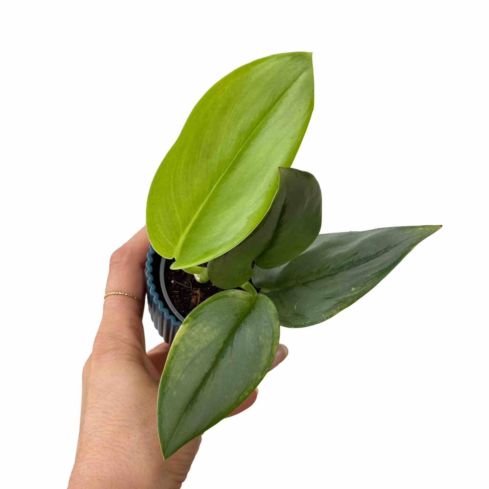 Scindapsus Moonlight - Pot de 12cm - Plantes d'intérieur - Image 6
