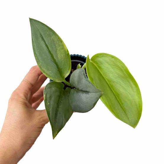 Scindapsus Moonlight - Pot de 12cm - Plantes d'intérieur - Image 5