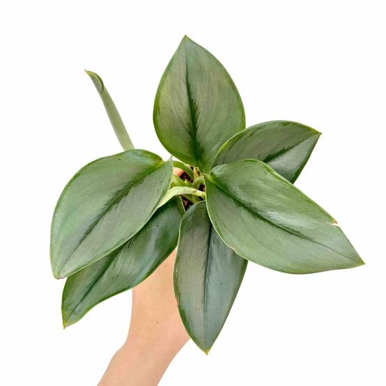 Scindapsus Moonlight - Pot de 12cm - Plantes d'intérieur - Image 4