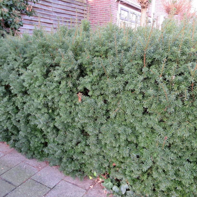 Taxus x media Groenland - If hybride Godet de 8/9 cm