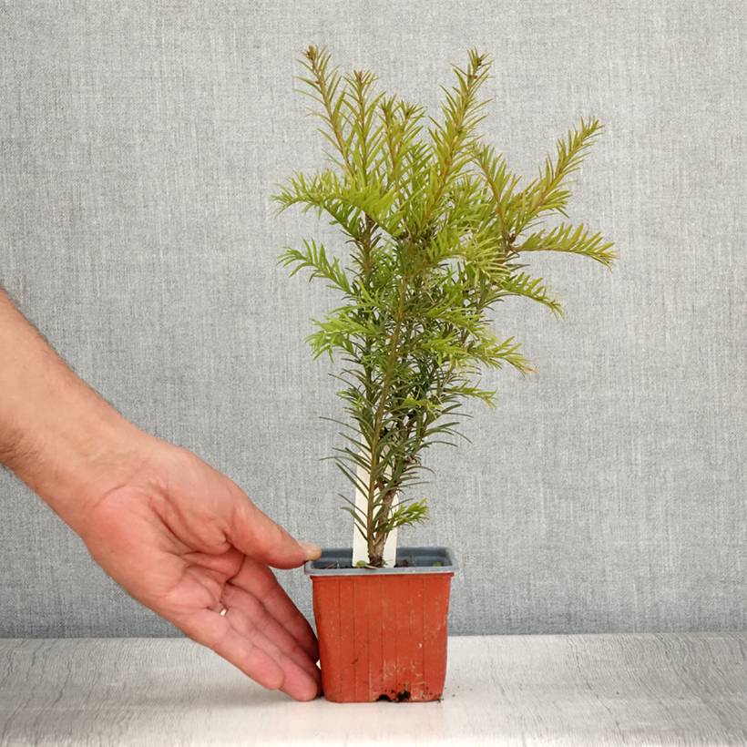 Taxus x media Groenland - If hybride Godet de 8/9 cm - Image 2