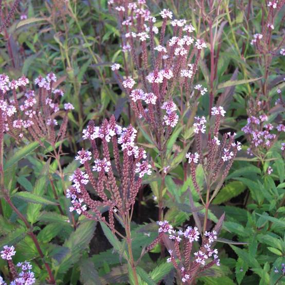 Verveine - Verbena hastata Rosea Godet de 8/9 cm