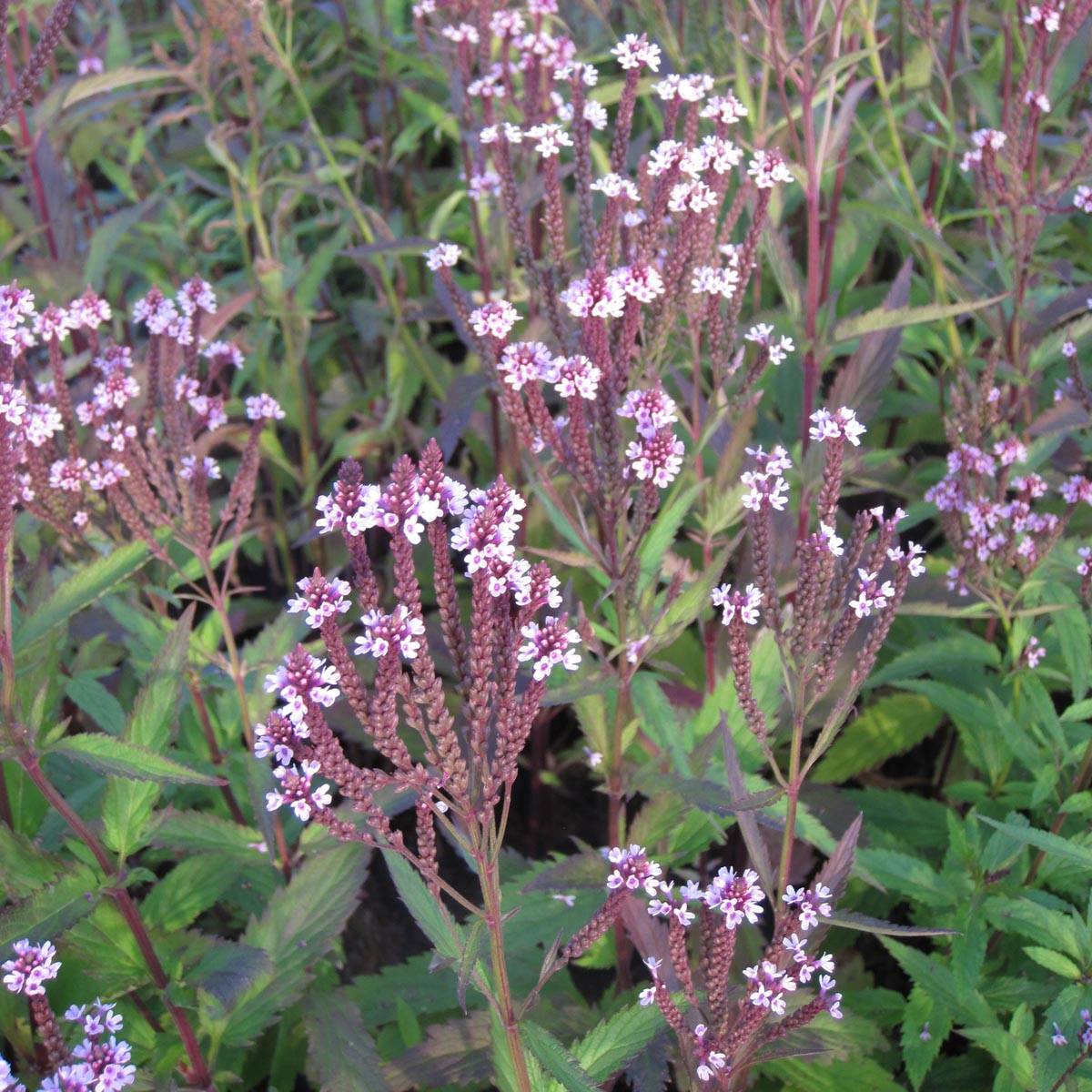 Promesse de Fleurs - Verveine - Verbena hastata Rosea Godet de 8/9 cm