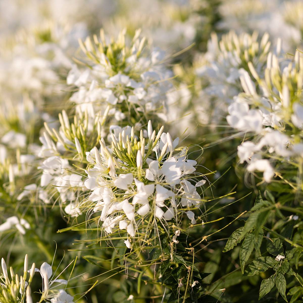 Cleome spinosa Sparkler 2.0 White Mini-motte Ø 1,5/2,5 cm (par 3)