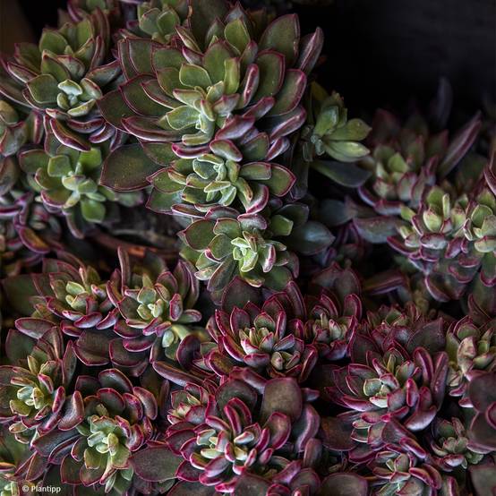 Echeveria hybride Devotion Pot de 3L/4L