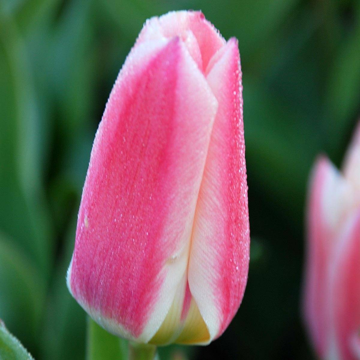 Promesse de Fleurs - Tulipe fosteriana Rosy Dream Bulbe calibre 12+ (par 10)