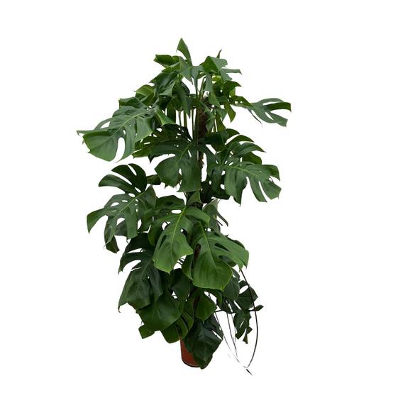 Monstera Deliciosa XXL 150cm - Plante d'intérieur- La Green Touch - Image 1