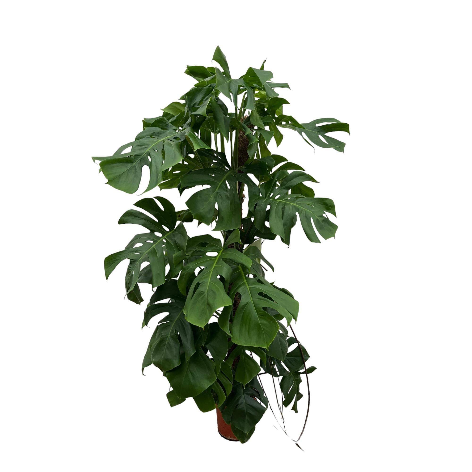 Monstera Deliciosa XXL 150cm - Plante d'intérieur- La Green Touch - Image 1