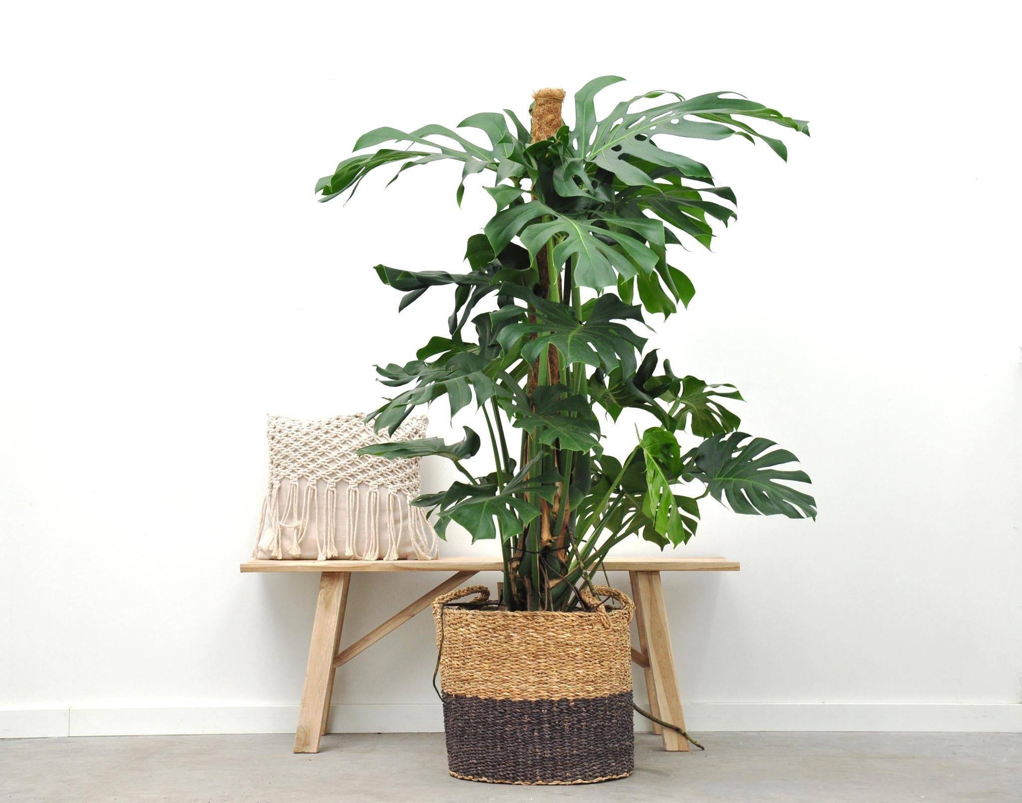 Monstera Deliciosa XXL 150cm - Plante d'intérieur- La Green Touch - Image 2