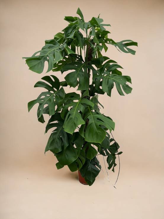 Monstera Deliciosa XXL 150cm - Plante d'intérieur- La Green Touch - Image 3