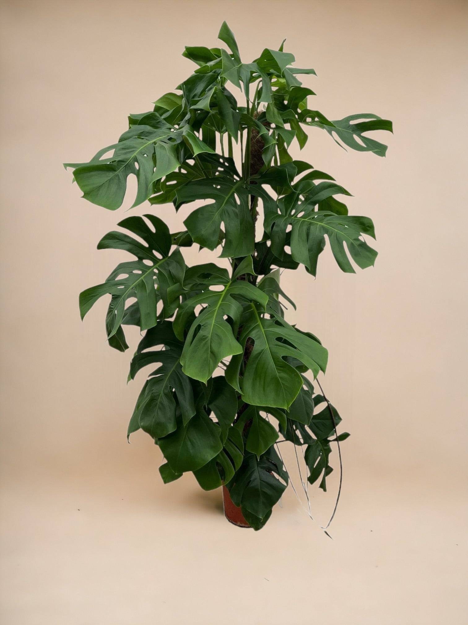 Monstera Deliciosa XXL 150cm - Plante d'intérieur- La Green Touch - Image 3