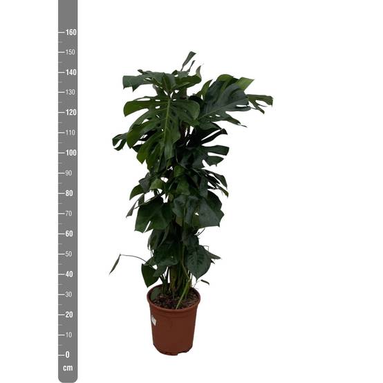 Monstera Deliciosa XXL 150cm - Plante d'intérieur- La Green Touch - Image 4