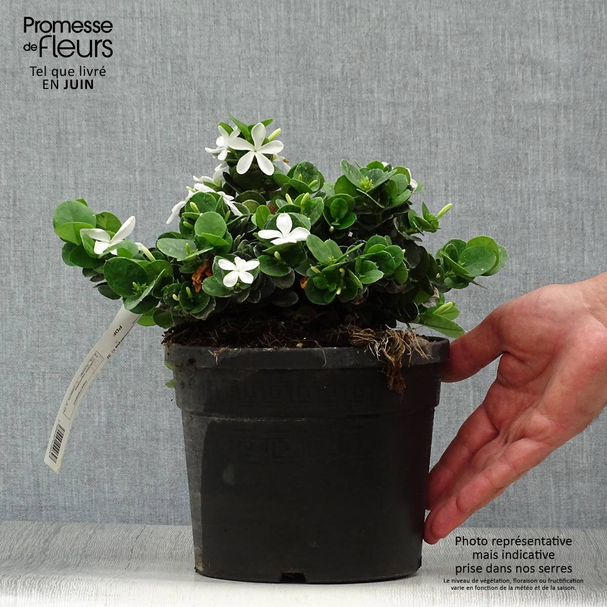 Carissa macrocarpa - Prunier du Natal Pot de 2L/3L - Image 2