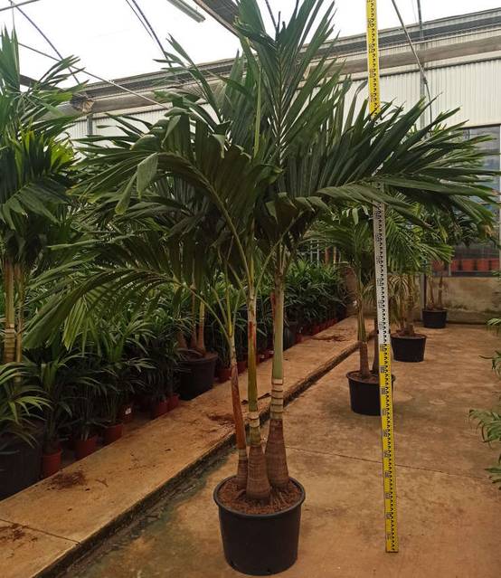 Sans Marque - Acca sellowiana (ananas feijoa ou goyave) Pot de 3 litres - 30/40cm - Image 5