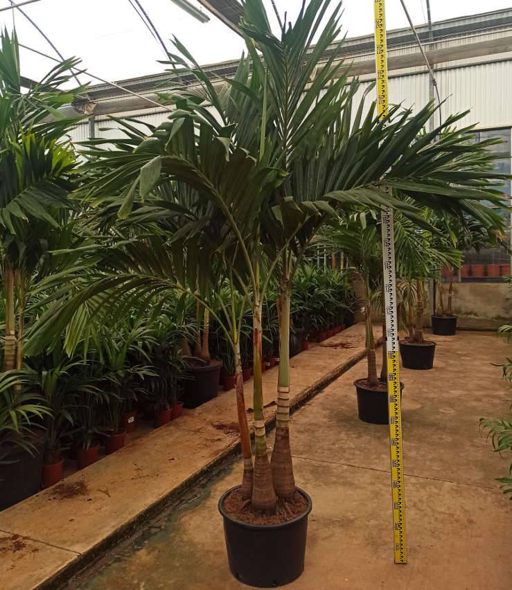Sans Marque - Acca sellowiana (ananas feijoa ou goyave)  Pot de 3 litres - 30/40cm - Image 5