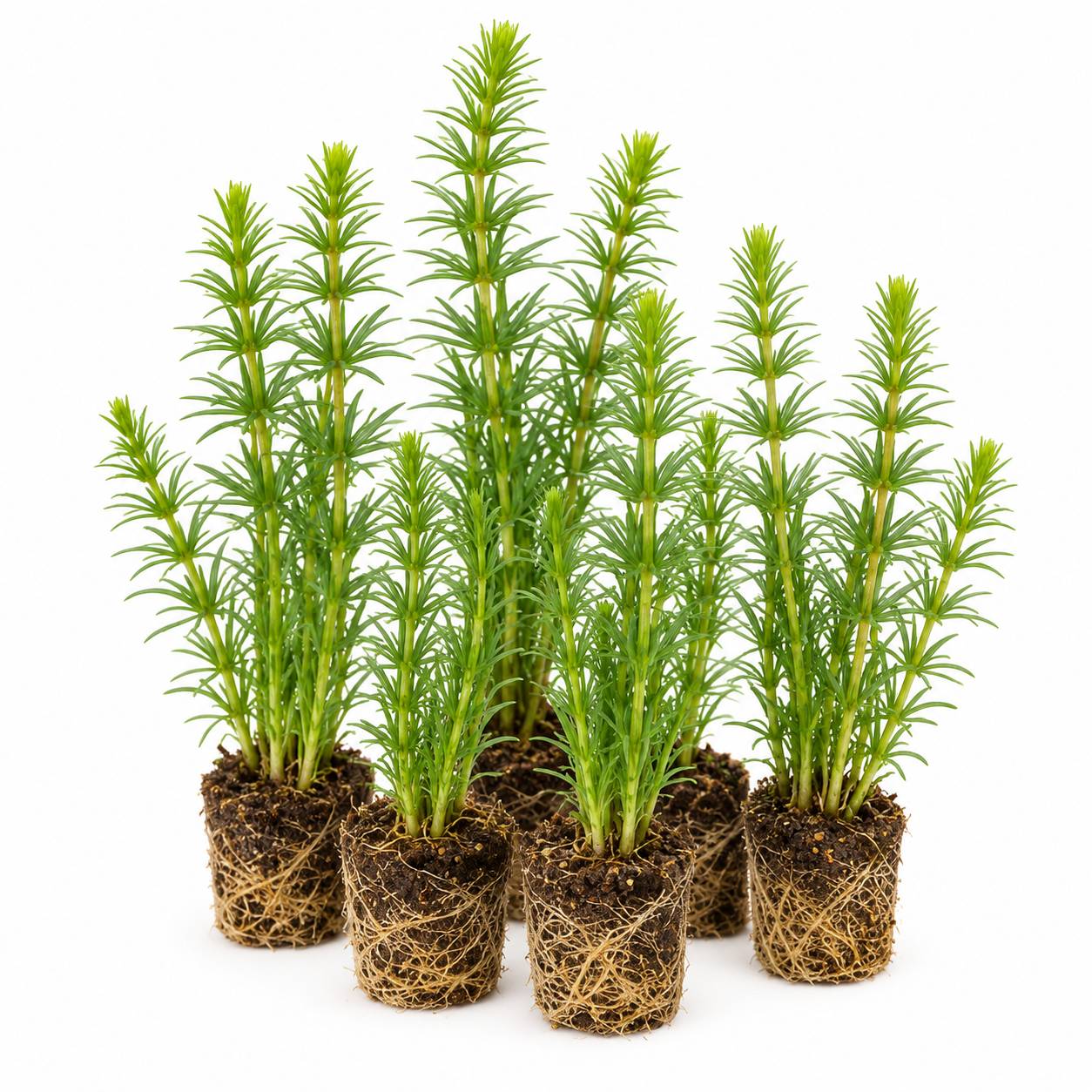 Pesse d'eau - Hippuris vulgaris - 12 plantes - Image 1