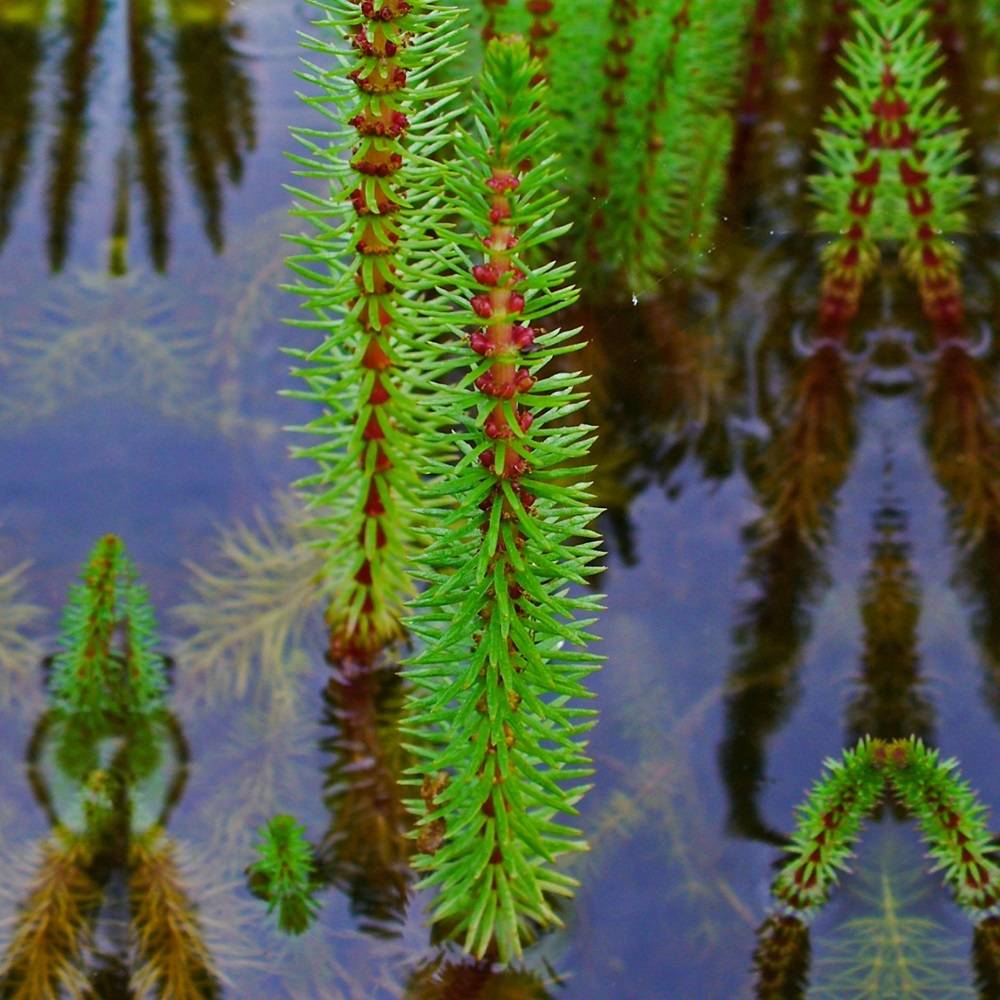 Pesse d'eau - Hippuris vulgaris - 12 plantes - Image 3