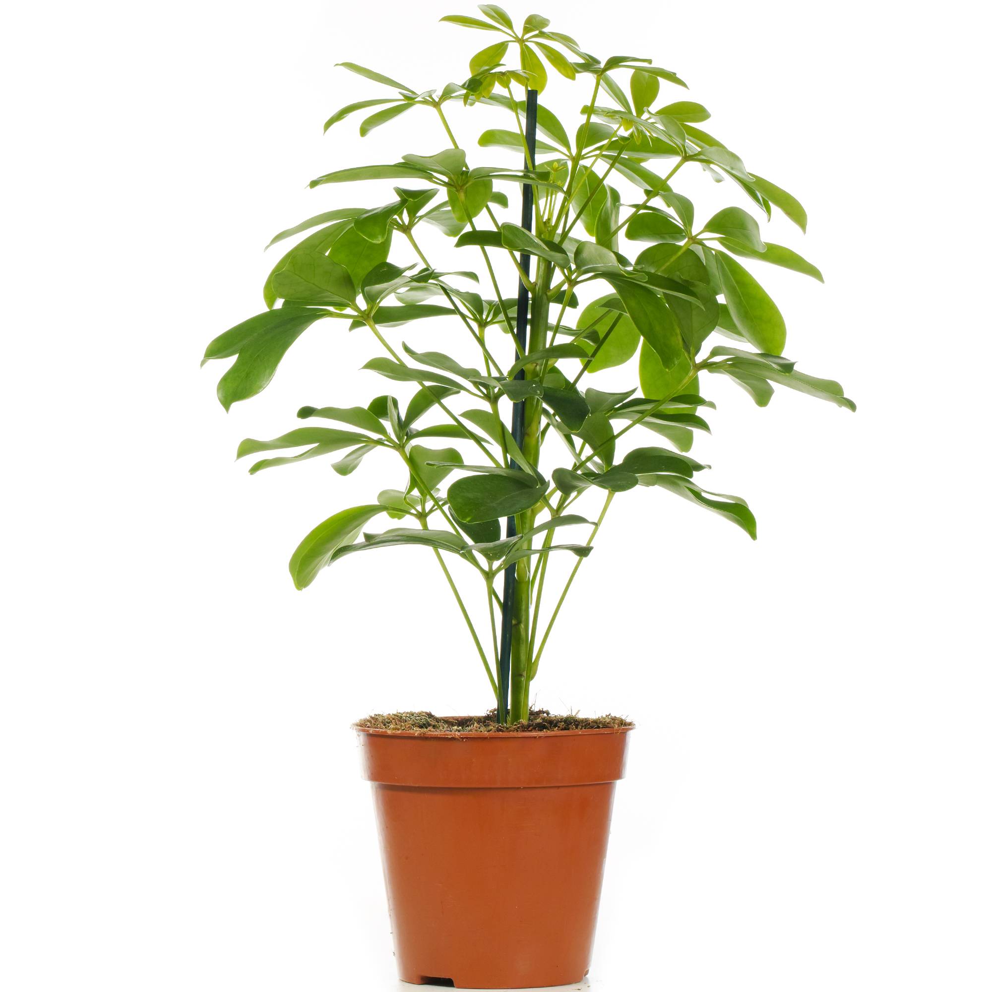 Gardenersdream - 1 X Schefflera Nora - Plante Parapluie Naine | Plante D'Intérieur Compacte De Qualité Supérieure À Vendre | 40-50Cm Avec Pot - GardenersDream - Image 2