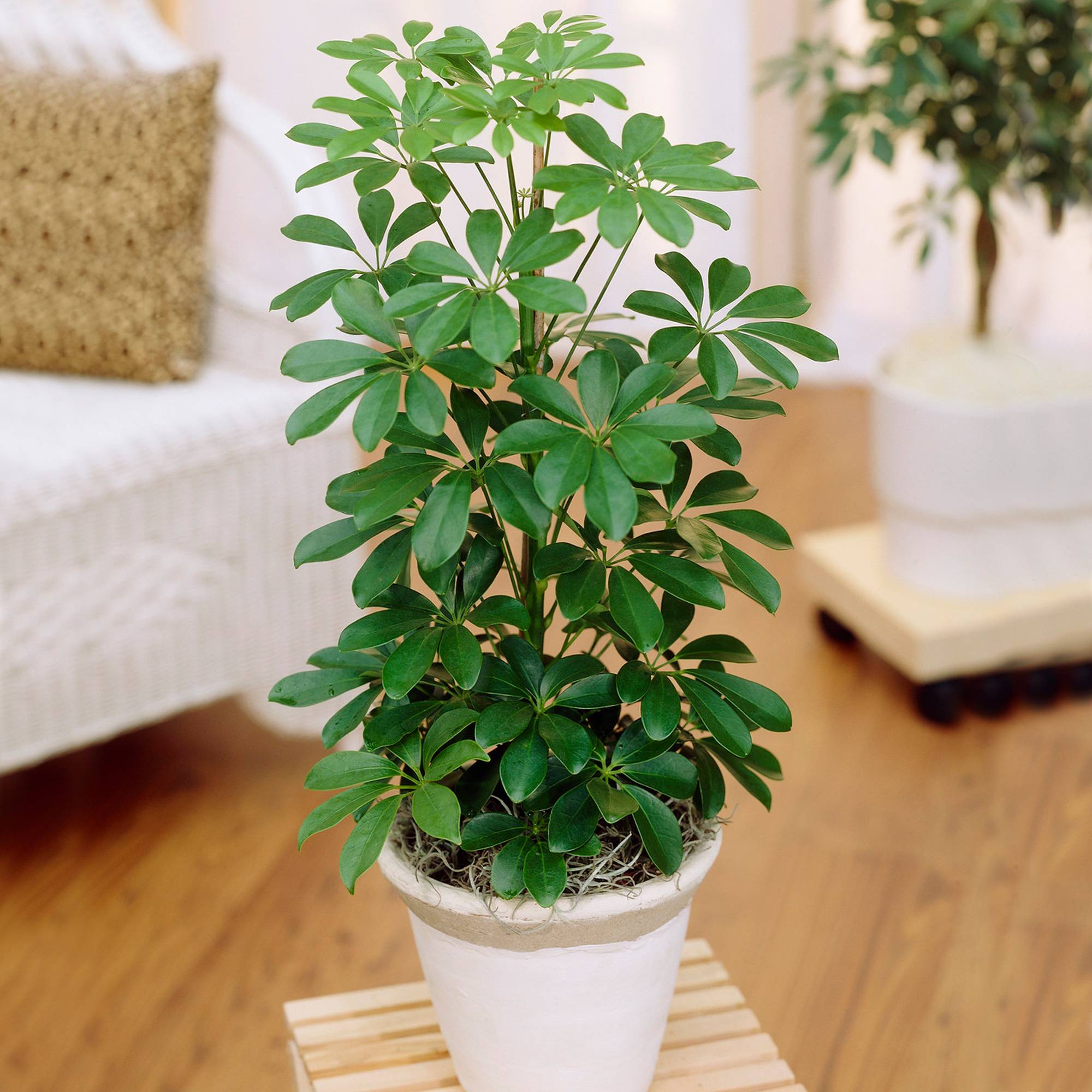 Gardenersdream - 1 X Schefflera Nora - Plante Parapluie Naine | Plante D'Intérieur Compacte De Qualité Supérieure À Vendre | 40-50Cm Avec Pot - GardenersDream - Image 1