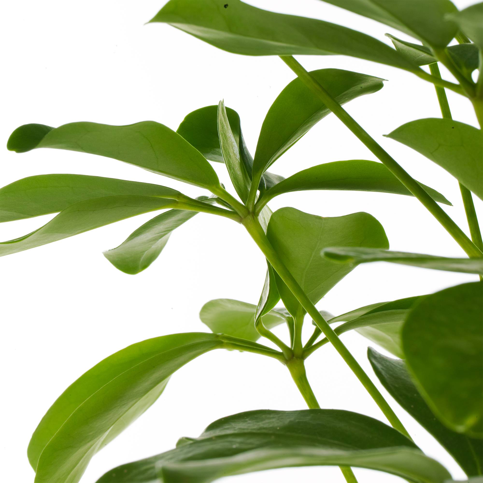 Gardenersdream - 1 X Schefflera Nora - Plante Parapluie Naine | Plante D'Intérieur Compacte De Qualité Supérieure À Vendre | 40-50Cm Avec Pot - GardenersDream - Image 3