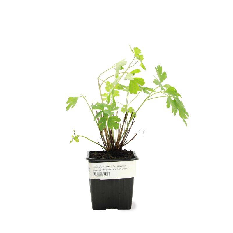 3 Ancolies Chrysanta 'Yellow Queen' (Aquilegia Chrysanta 'Yellow Queen') - Lot de 3 vivaces - Pépinières Naudet - Image 2
