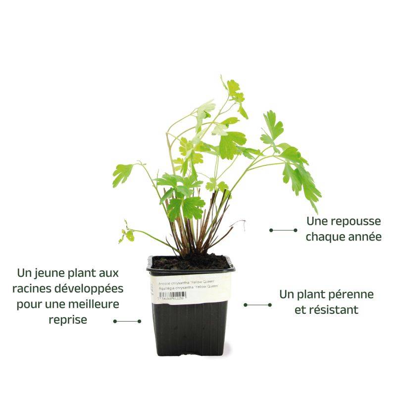 3 Ancolies Chrysanta 'Yellow Queen' (Aquilegia Chrysanta 'Yellow Queen') - Lot de 3 vivaces - Pépinières Naudet - Image 3