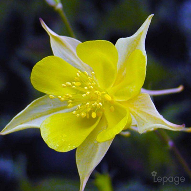 3 Ancolies Chrysanta 'Yellow Queen' (Aquilegia Chrysanta 'Yellow Queen') - Lot de 3 vivaces - Pépinières Naudet - Image 1