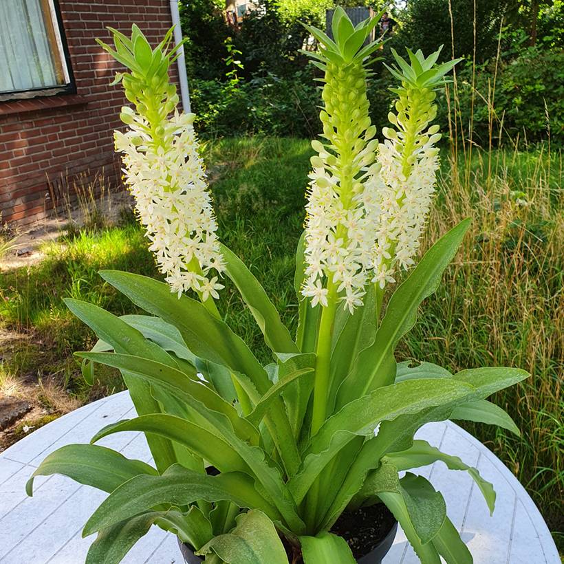 Promesse de Fleurs - Eucomis comosa Johannesburg - Fleur ananas Pot de 1L/1,5L calibre 18/20