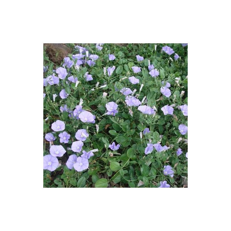 Liseron de Mauritanie, Convolvulus à fleurs Blanche/ - feuillage Persistant - Godet - 5/20 cm - Image 2