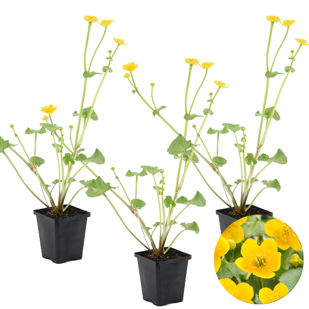Lot de 3 - Caltha Palustris - Populage des marais - Plantes de bassin - H. 15-25 cm - P. 9 cm - Image 1