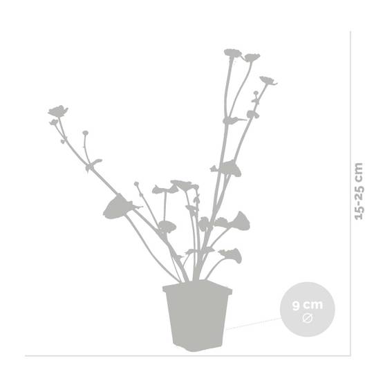 Lot de 3 - Caltha Palustris - Populage des marais - Plantes de bassin - H. 15-25 cm - P. 9 cm - Image 3