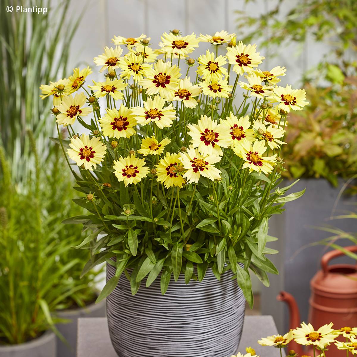 Promesse de Fleurs - Coreopsis grandiflora Solar Moon Pot de 3L/4L