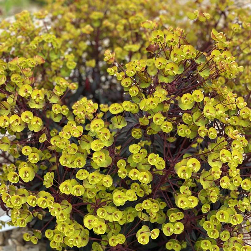 Promesse de Fleurs - Euphorbia characias Miners Merlot - Euphorbe Pot de 3L/4L