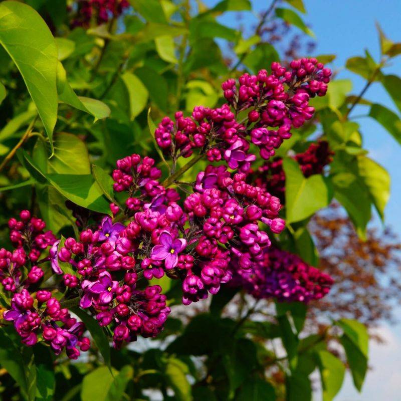 Lilas Commun 'Charles Joly' (Syringa Vulgaris) - Godet 9cm - Pépinières Naudet