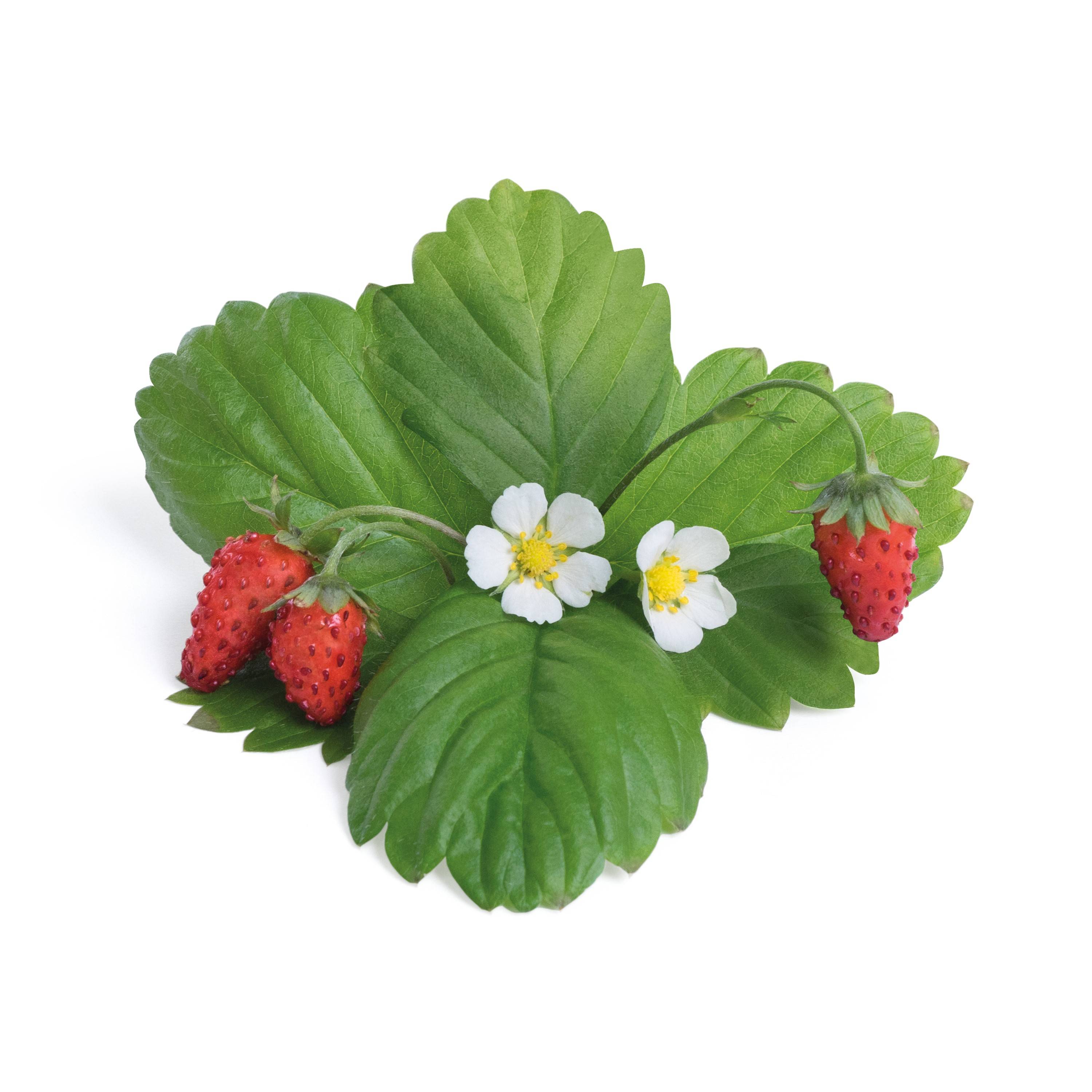 Veritable - Lingot Fraise des bois rouge - Recharge prête à l'emploi - Véritable - Image 2
