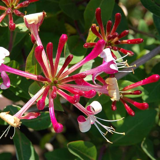 Chèvrefeuille du Japon Red World - Lonicera japonica Pot de 2L/3L