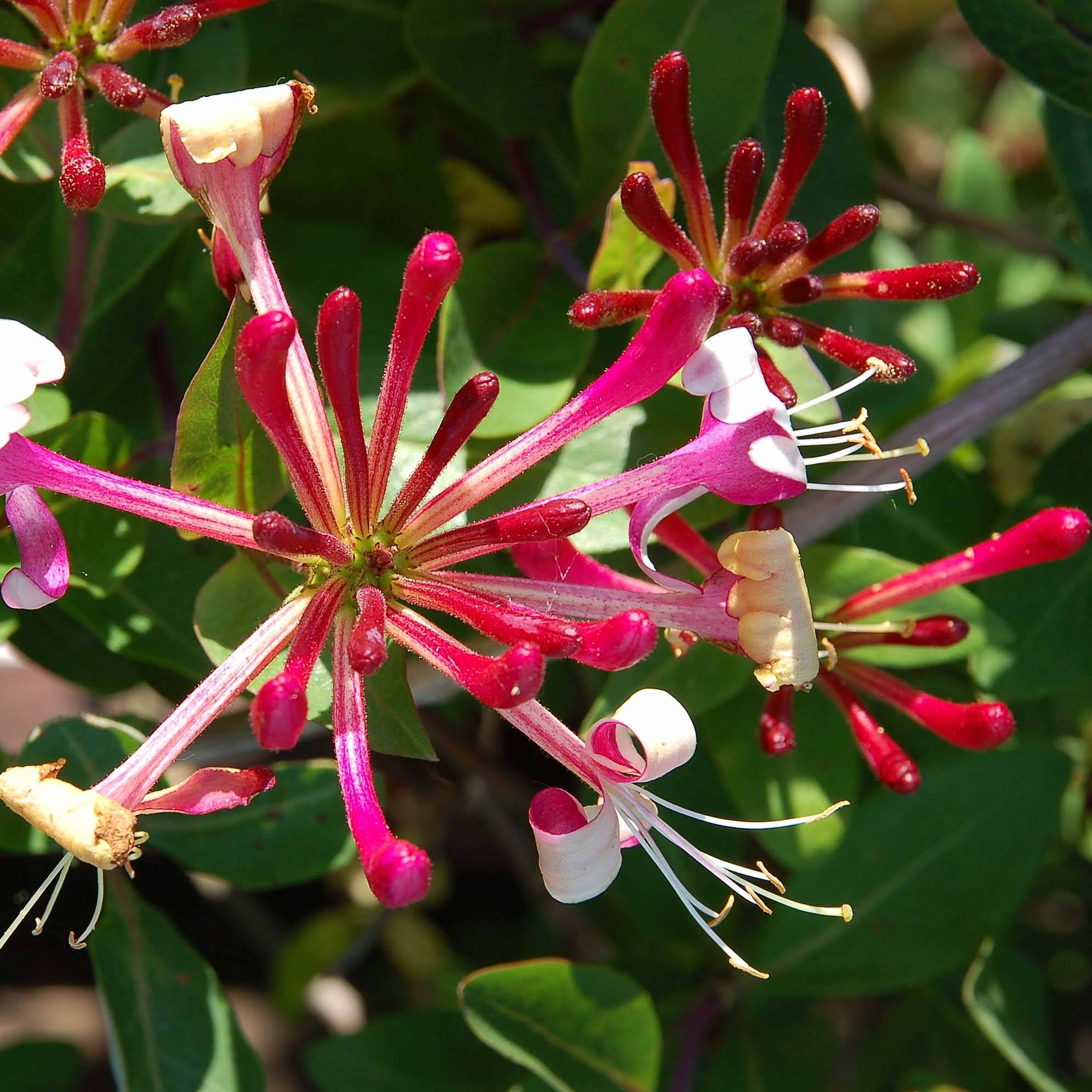Chèvrefeuille du Japon Red World - Lonicera japonica Pot de 2L/3L