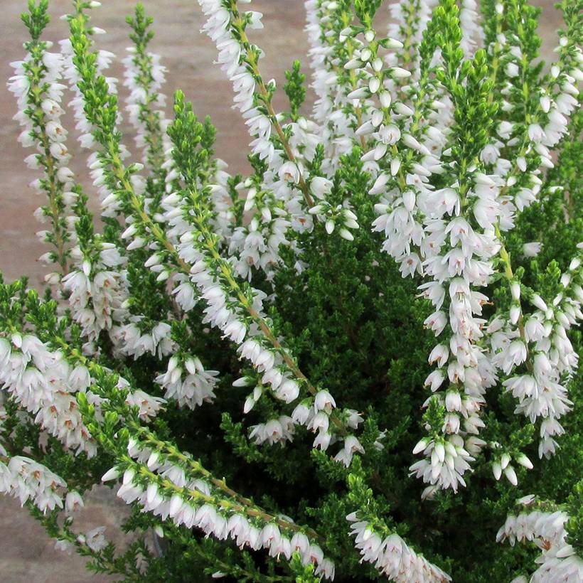 Promesse de Fleurs - Bruyère d'été - Calluna vulgaris Spring Cream Pot de 12 cm / 13 cm