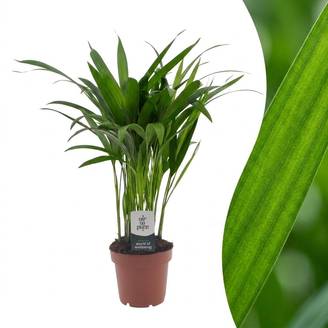 Palmier Areca - Dypsis lutescens - Ø12cm - ↕45cm - Plantes d’intérieur