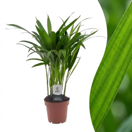 Palmier Areca - Dypsis lutescens - Ø12cm - ↕45cm - Plantes d’intérieur - Image 1