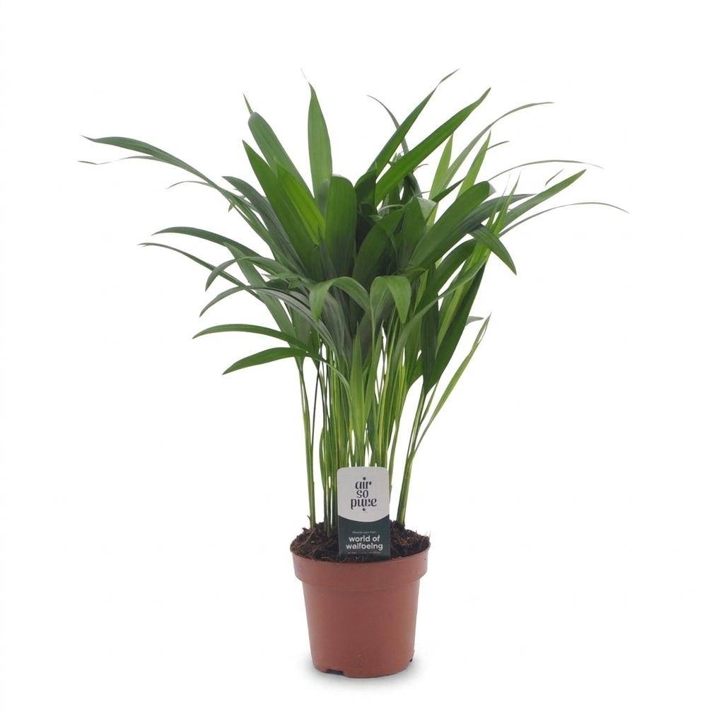 Palmier Areca - Dypsis lutescens - Ø12cm - ↕45cm - Plantes d’intérieur - Image 2
