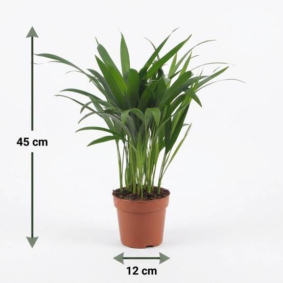 Palmier Areca - Dypsis lutescens - Ø12cm - ↕45cm - Plantes d’intérieur - Image 5