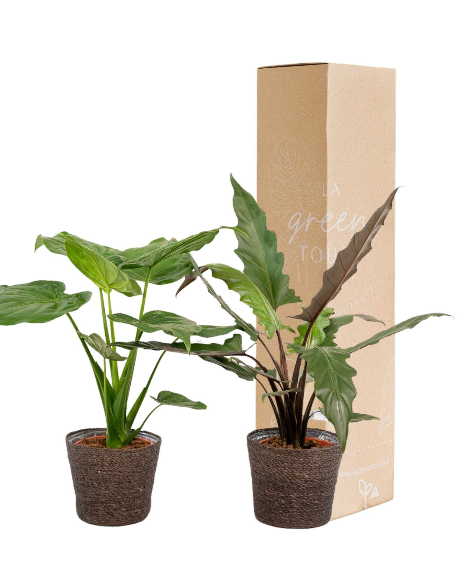 La Green Touch - Alocasia Lauterbachiana - Lot de 2 plantes - Coffret cadeau 80cm - Plante d'intérieur- La Green Touch - Image 2