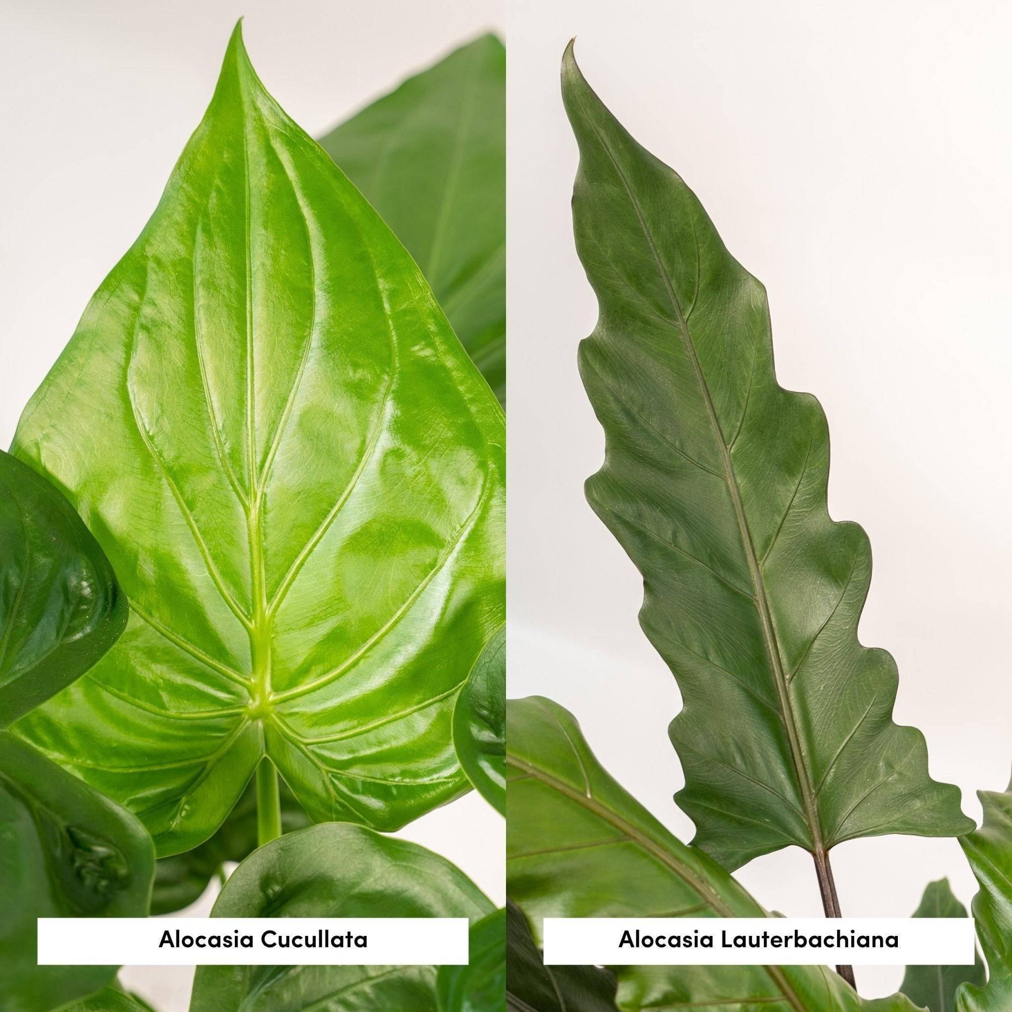 La Green Touch - Alocasia Lauterbachiana - Lot de 2 plantes - Coffret cadeau 80cm - Plante d'intérieur- La Green Touch - Image 5