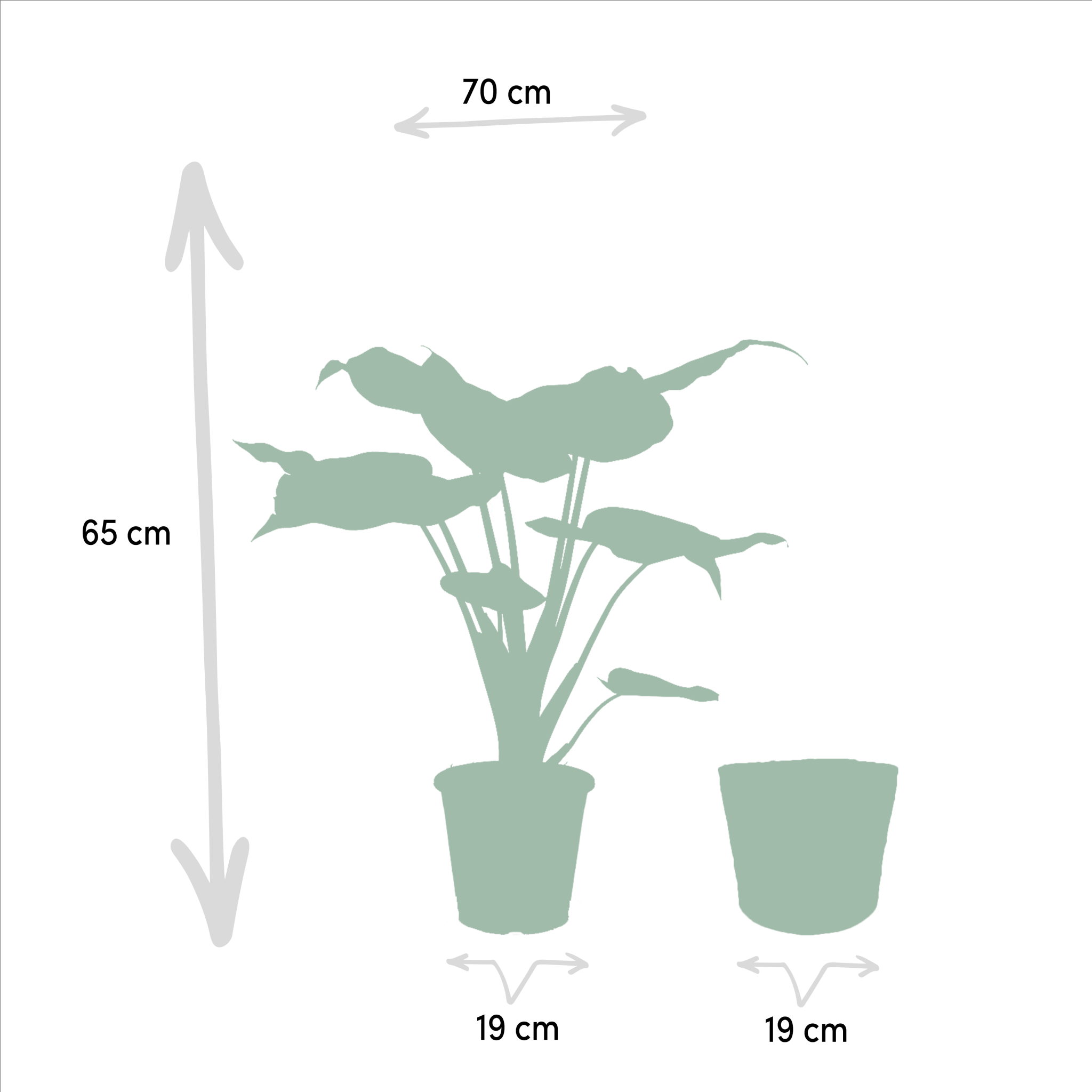 La Green Touch - Alocasia Lauterbachiana - Lot de 2 plantes - Coffret cadeau 80cm - Plante d'intérieur- La Green Touch - Image 6