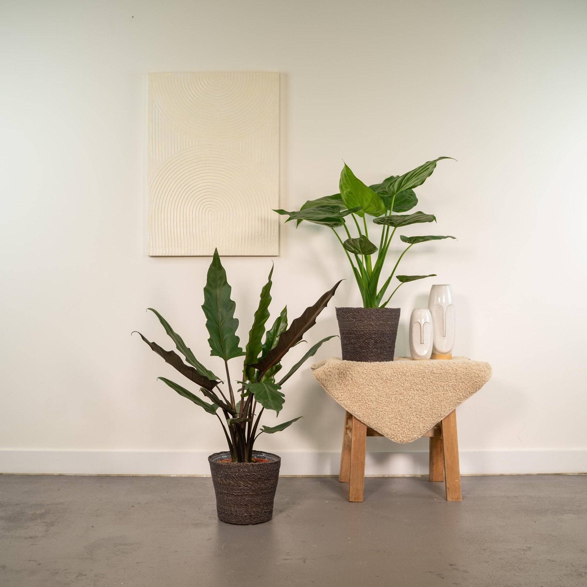 La Green Touch - Alocasia Lauterbachiana - Lot de 2 plantes - Coffret cadeau 80cm - Plante d'intérieur- La Green Touch - Image 4