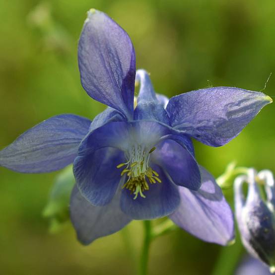 Graines d'Ancolie des jardins - Aquilegia vulgaris le sachet de 350 graines environ (0,5g)