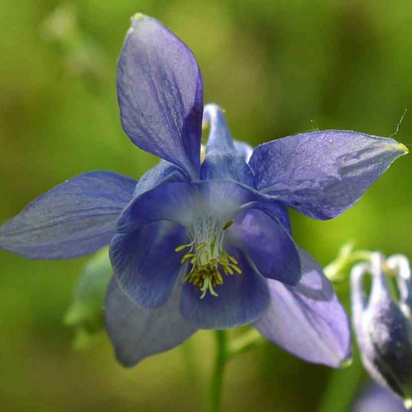 Graines d'Ancolie des jardins - Aquilegia vulgaris le sachet de 350 graines environ (0,5g)
